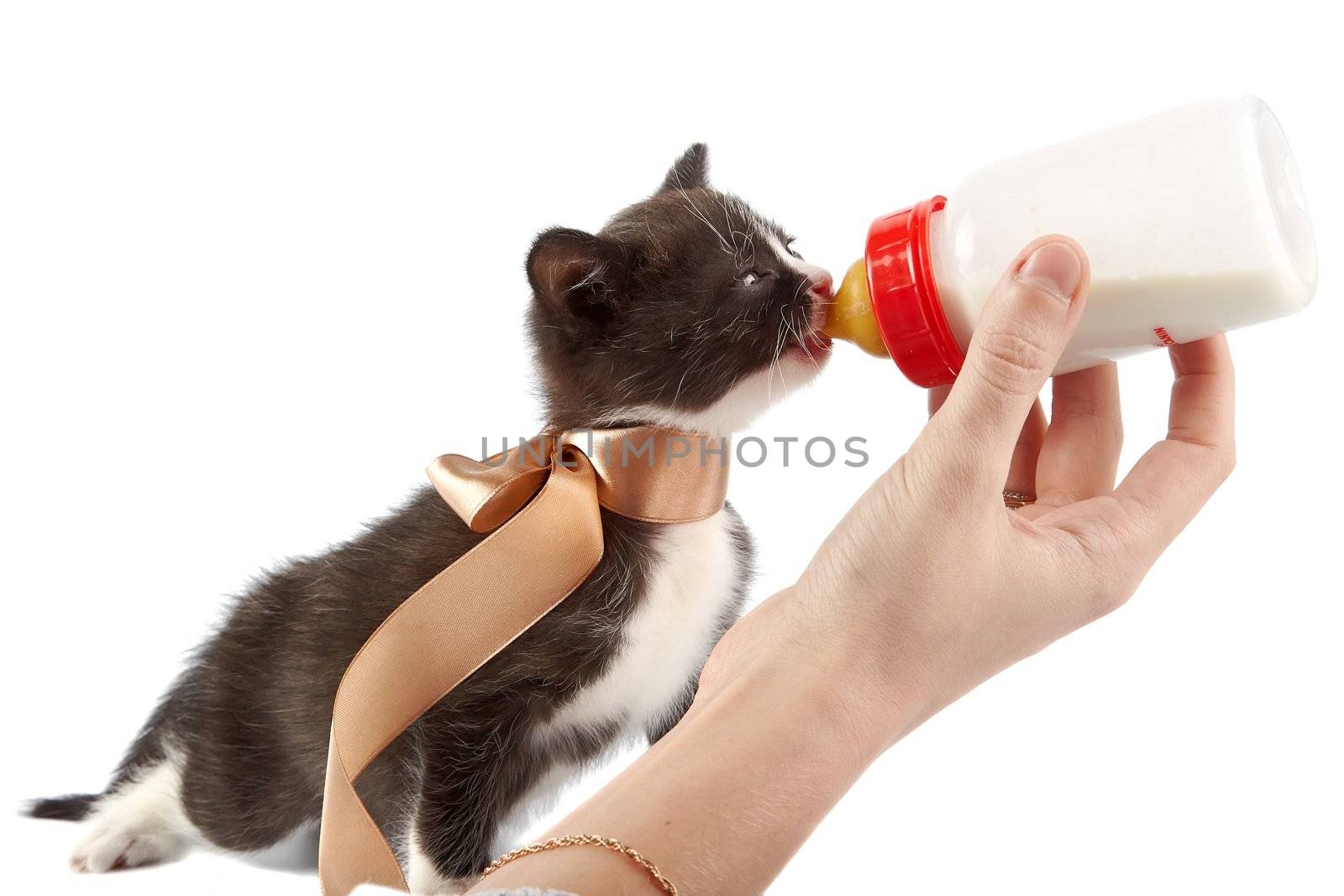 Feeding of a kitten from a small bottle on a white background