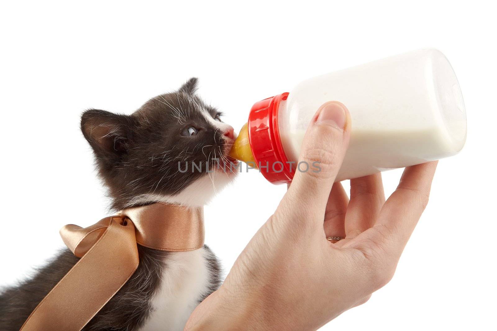 Feeding of a kitten from a small bottle on a white background