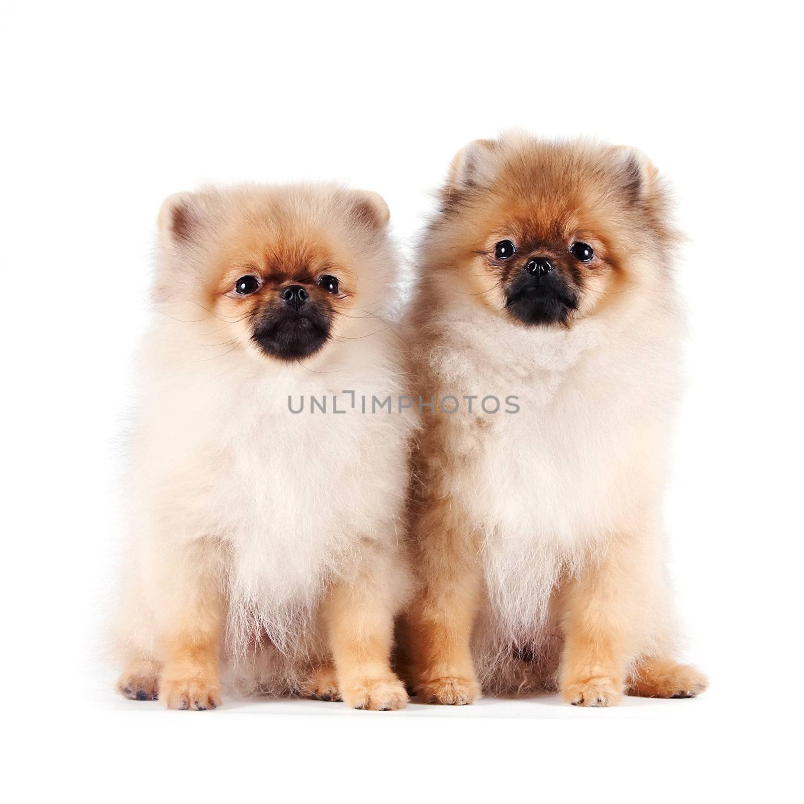 The puppies of a spitz-dog sits on a white background
