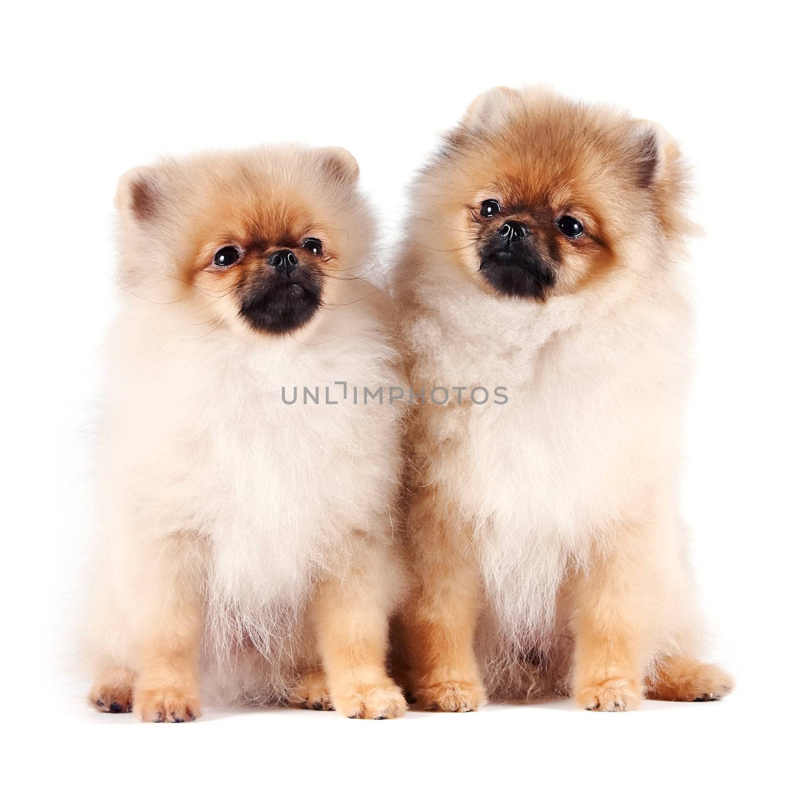 The puppies of a spitz-dog sits on a white background