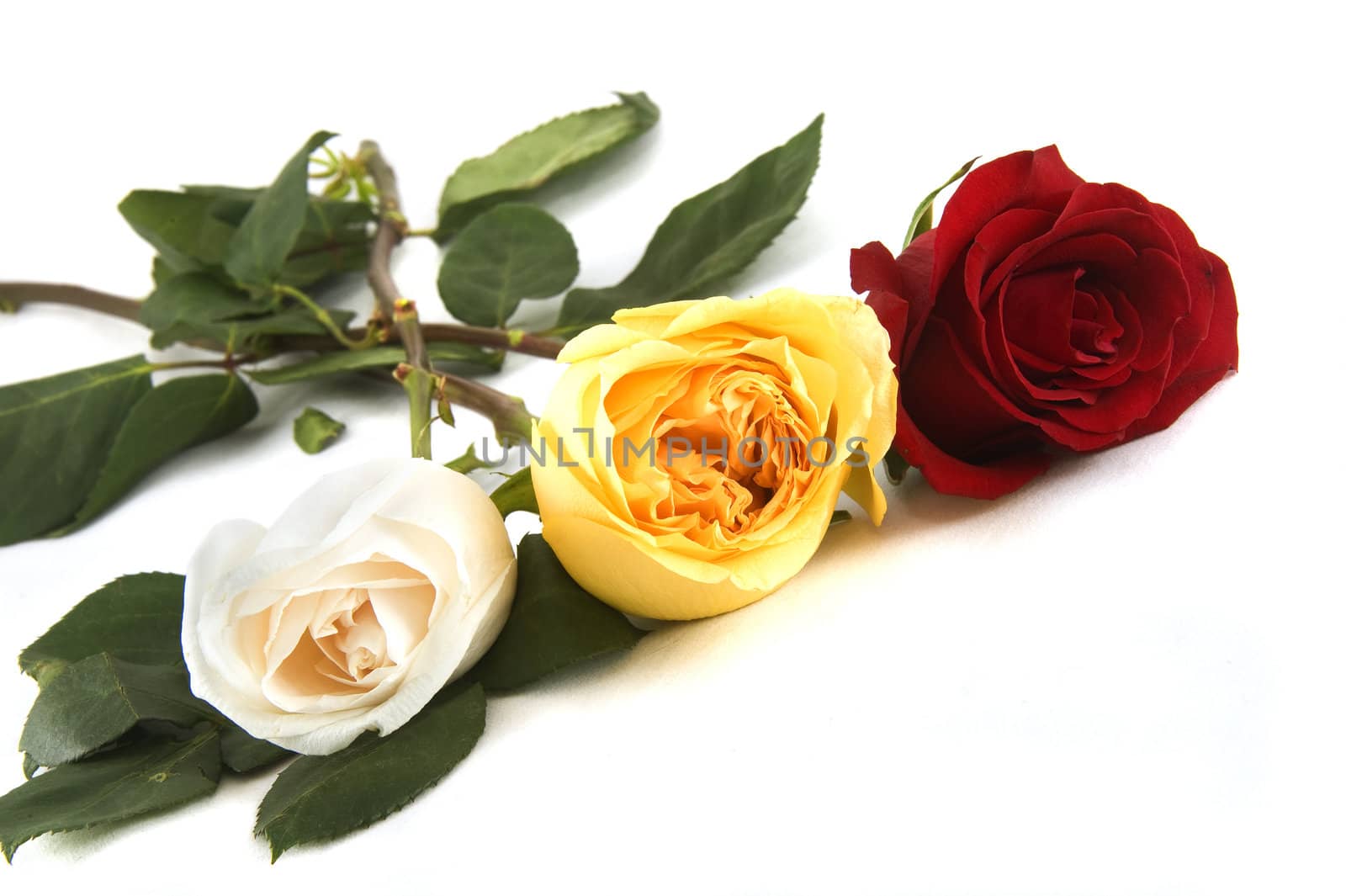 three colorful roses on a white background