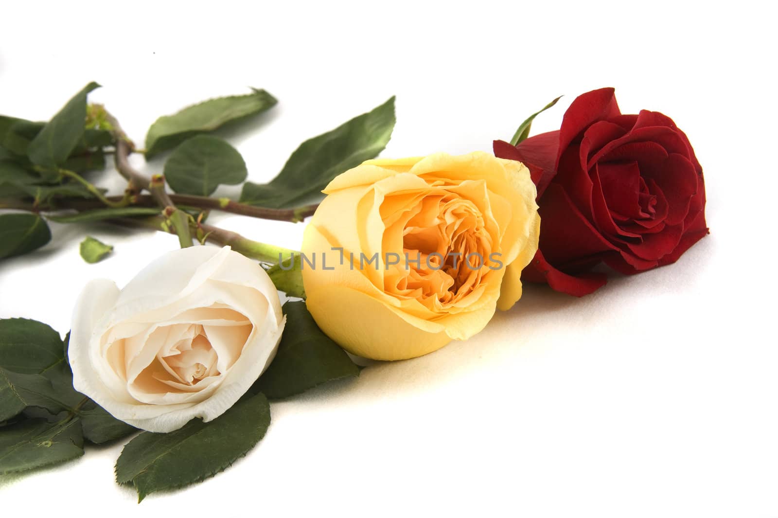 three colorful roses on a white background