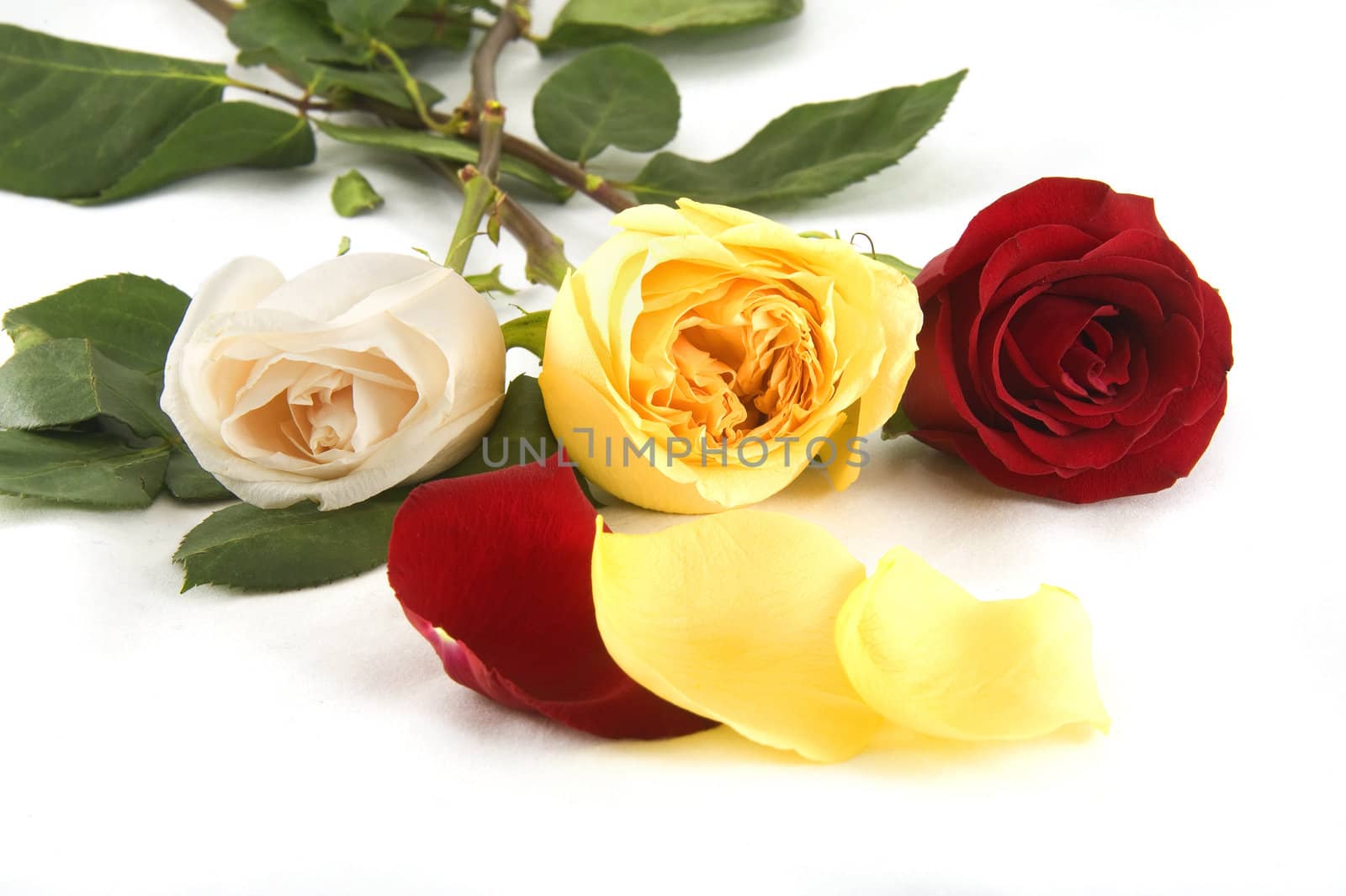 three colorful roses on a white background