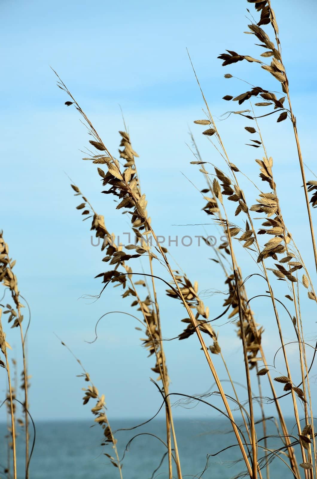 Beach grass along the North Carolina Coast