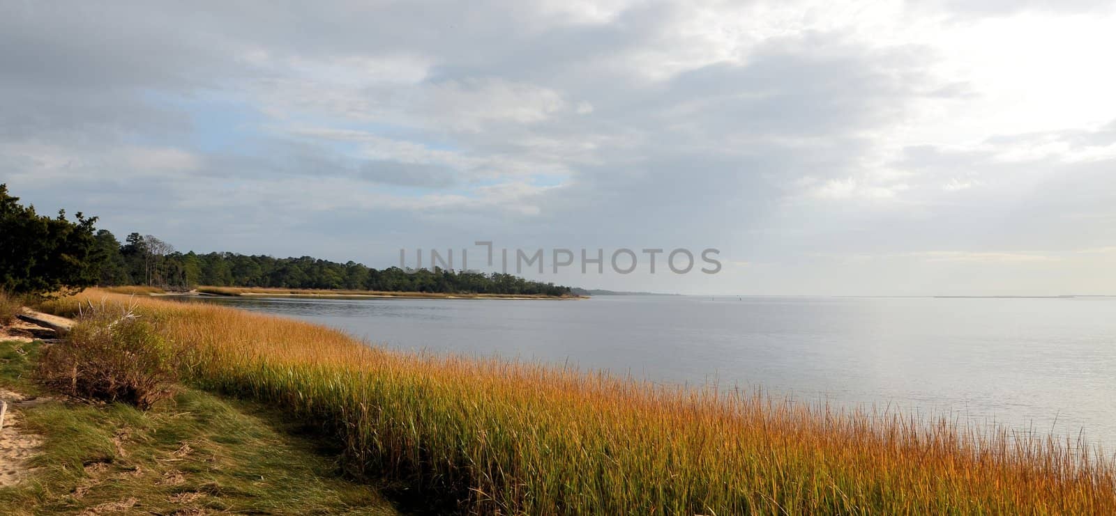 Along the shore in North Carolina with a grass blowing in the breeze. Colors include green, gold and blue.