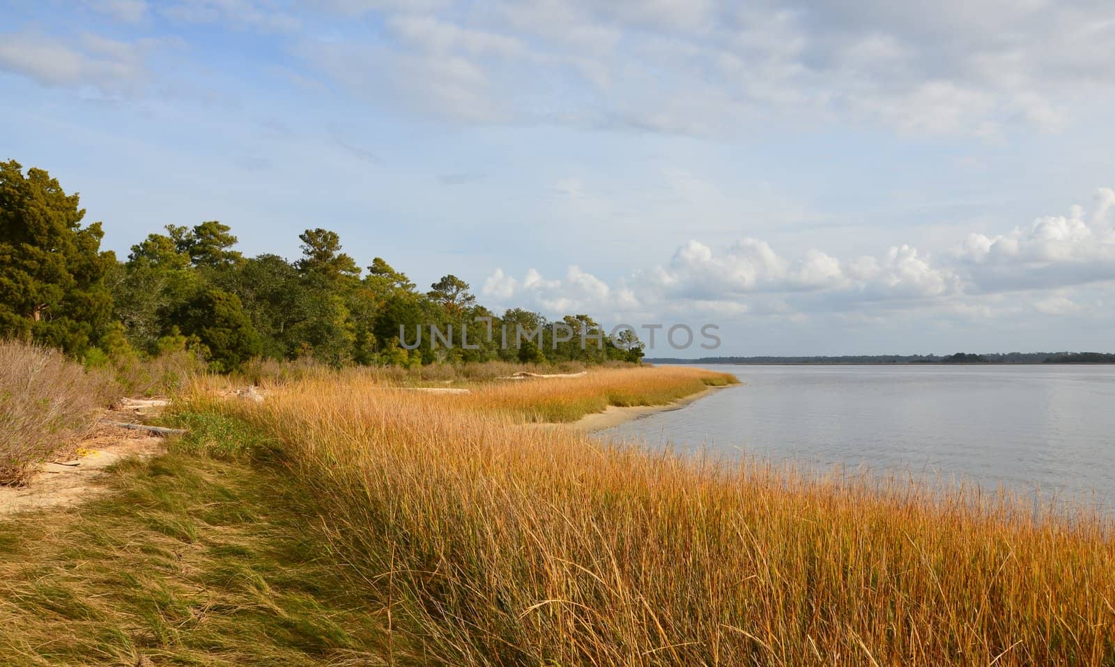 Along the shore in North Carolina with a grass blowing in the breeze. Colors include green, gold and blue.
