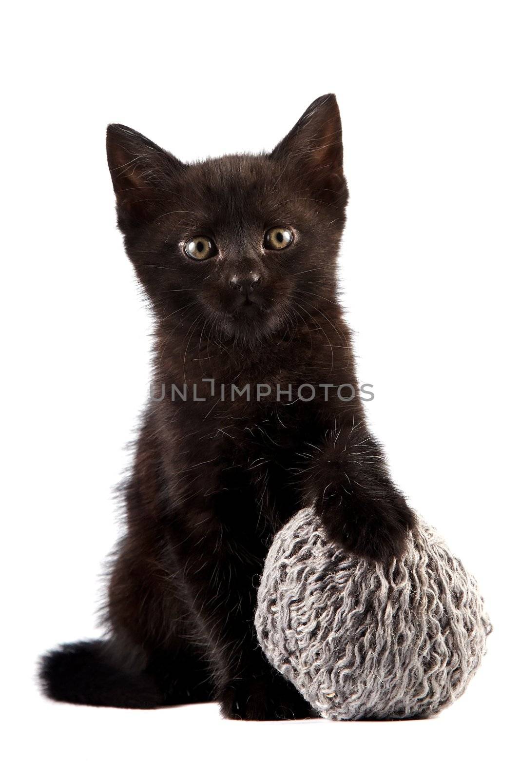 Black kitten with a woolen ball on a white background