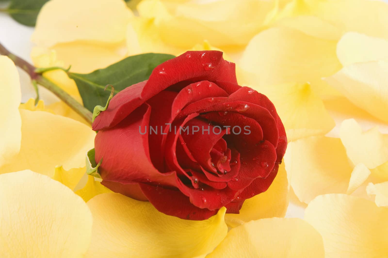 red rose with water drops on a background of petals