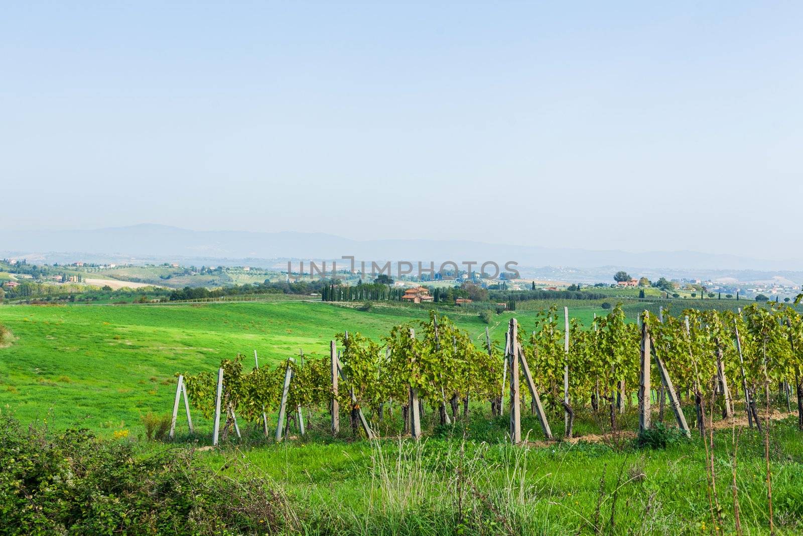 Lovely Tuscan vineyards autumn near Montepulciano, Italy