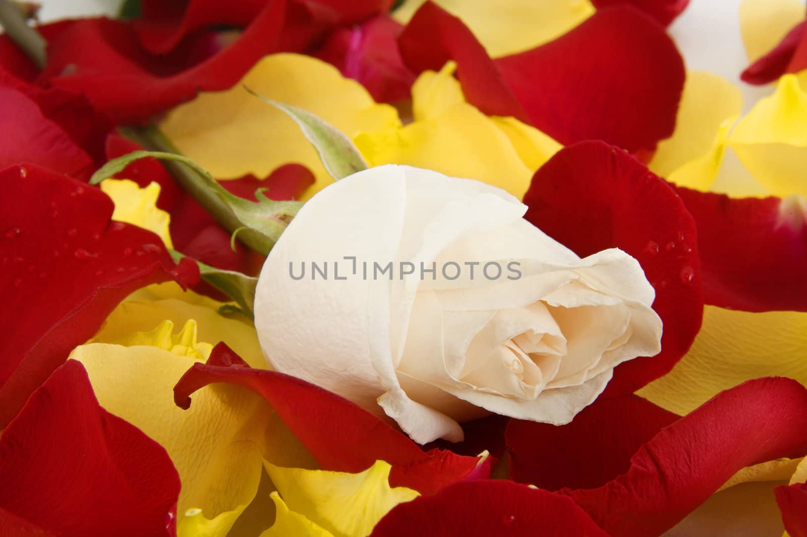 white rose on a background of petals