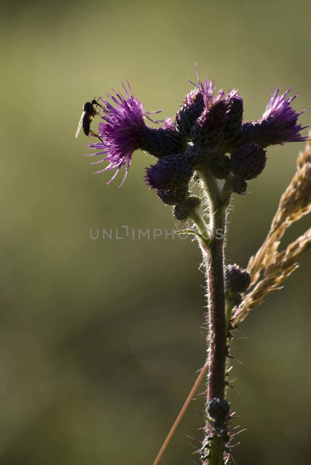 thistle by sarkao