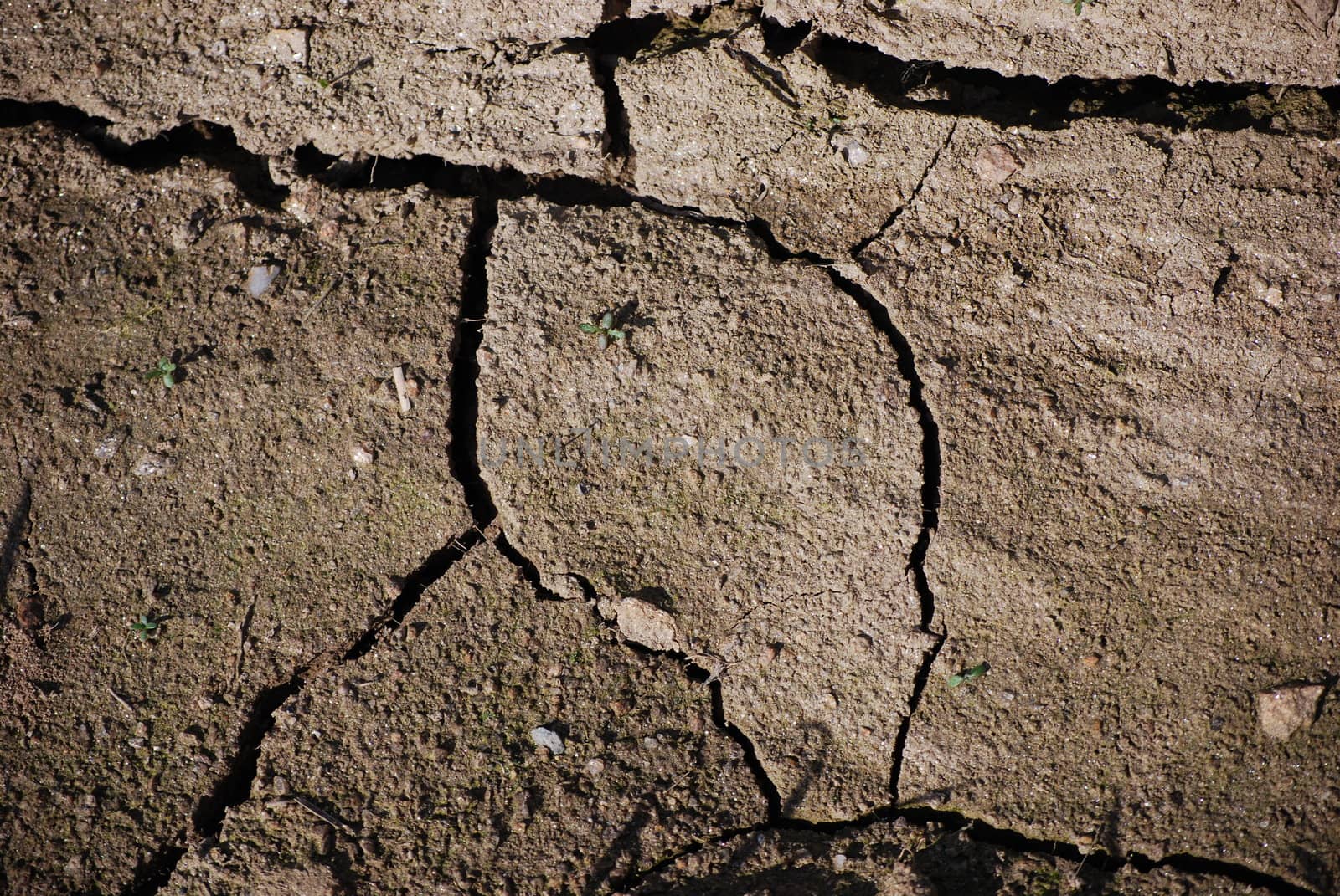 dried ground