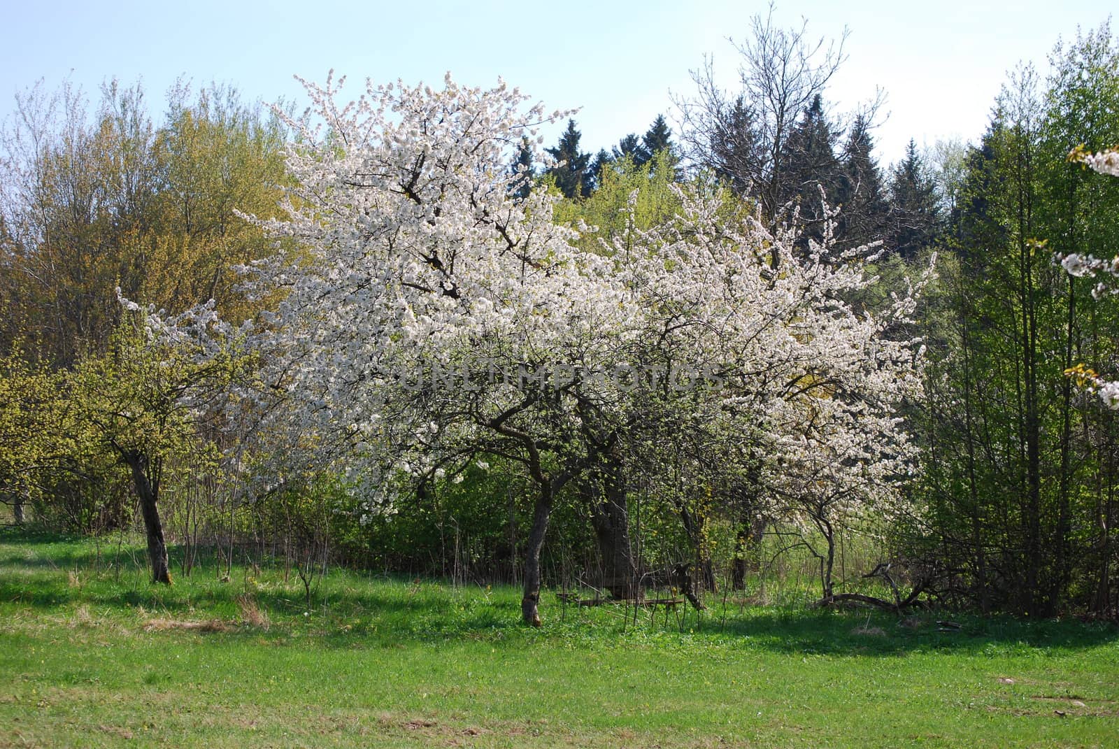 cherry tree