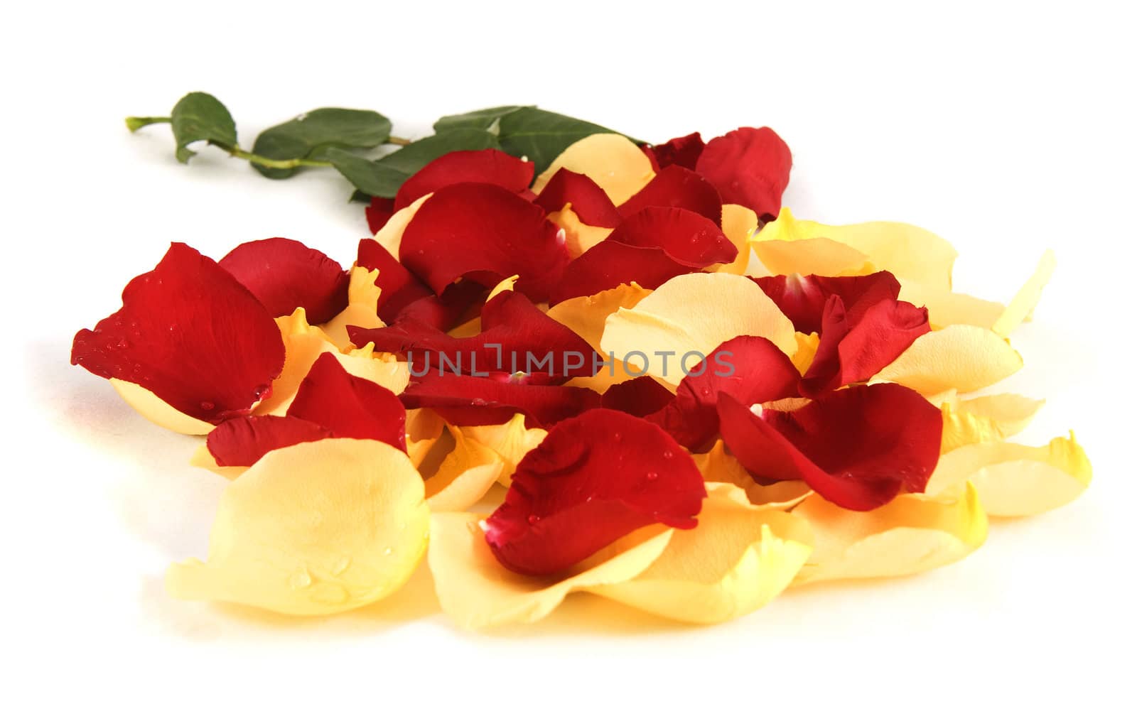 red and yellow rose petals on white background