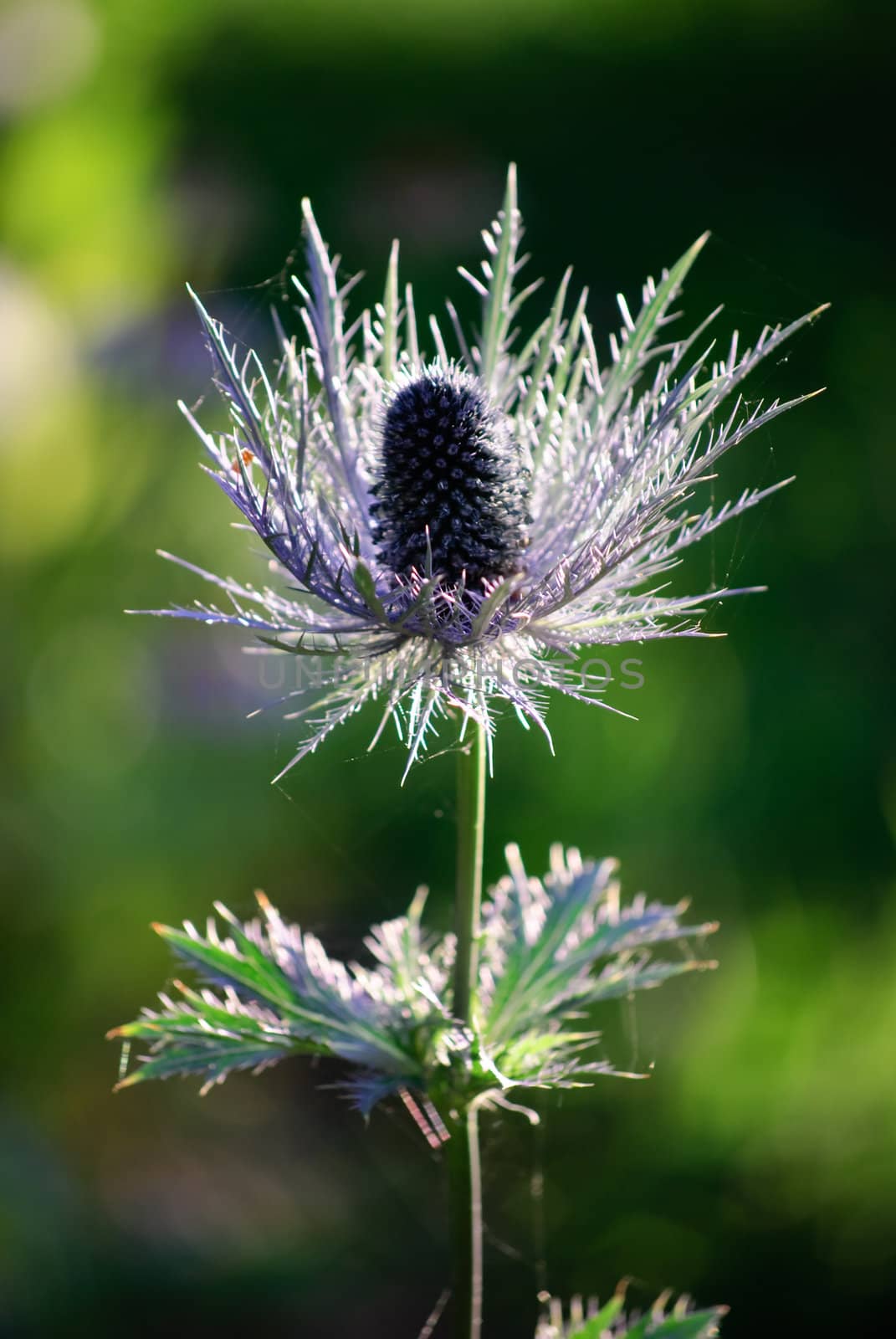 thistle