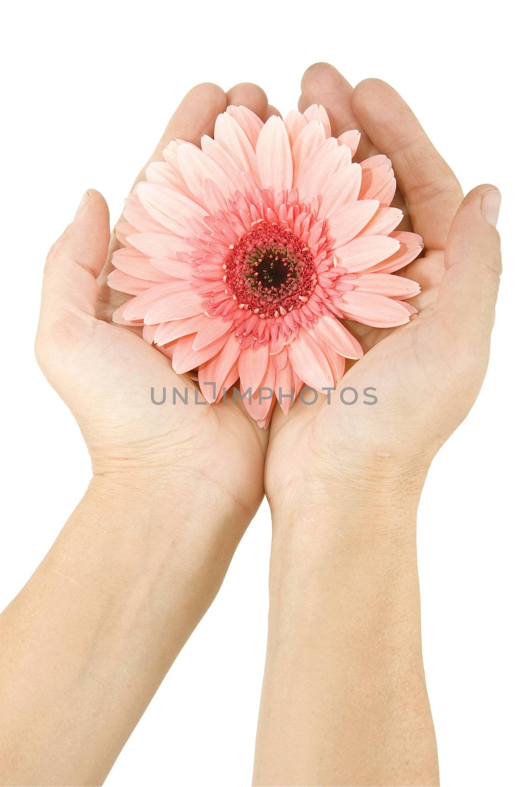 female hands with flower gerbera on a white background