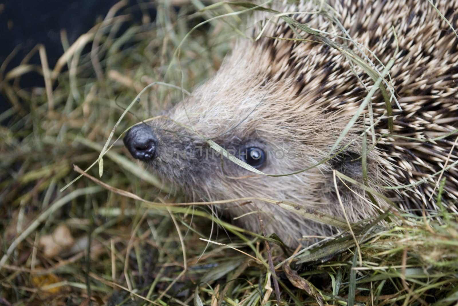 hedgehog