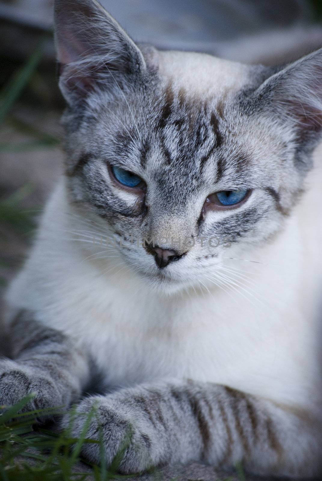 cat