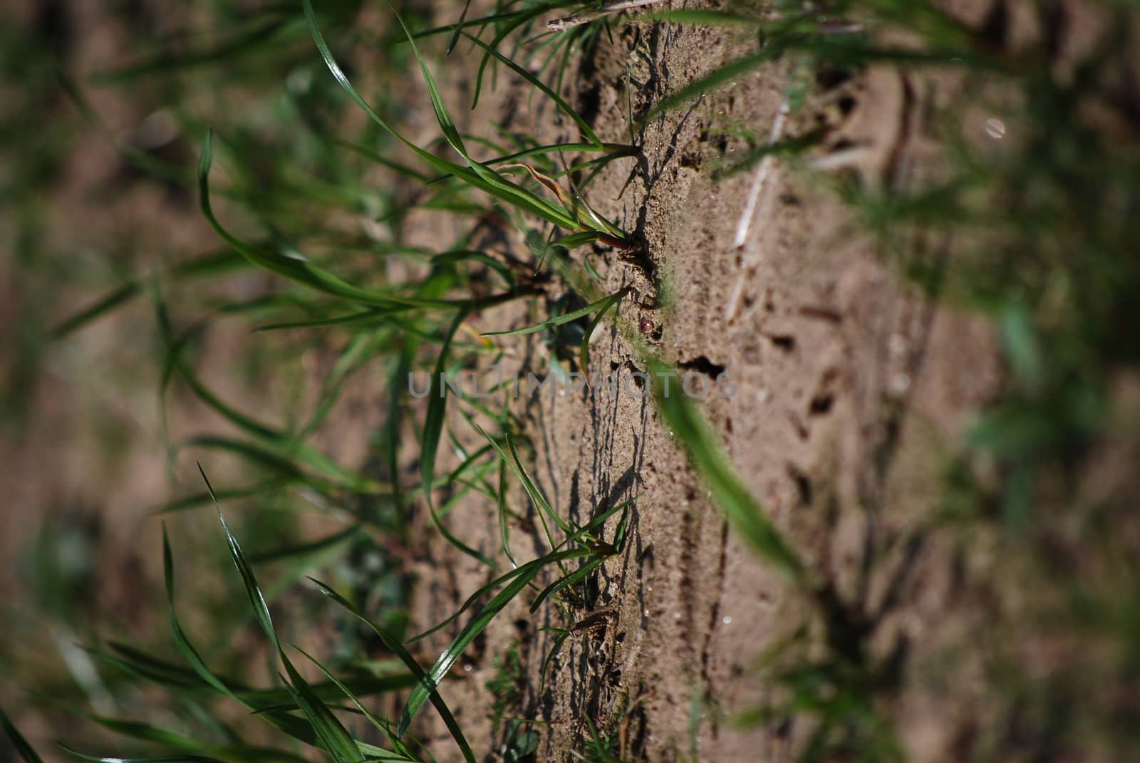 dried ground