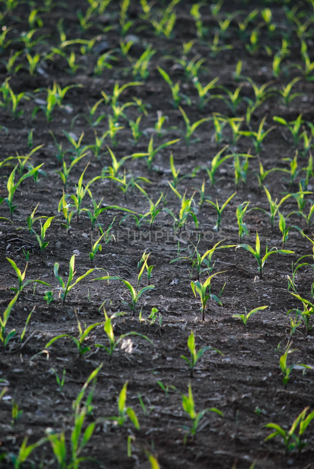field