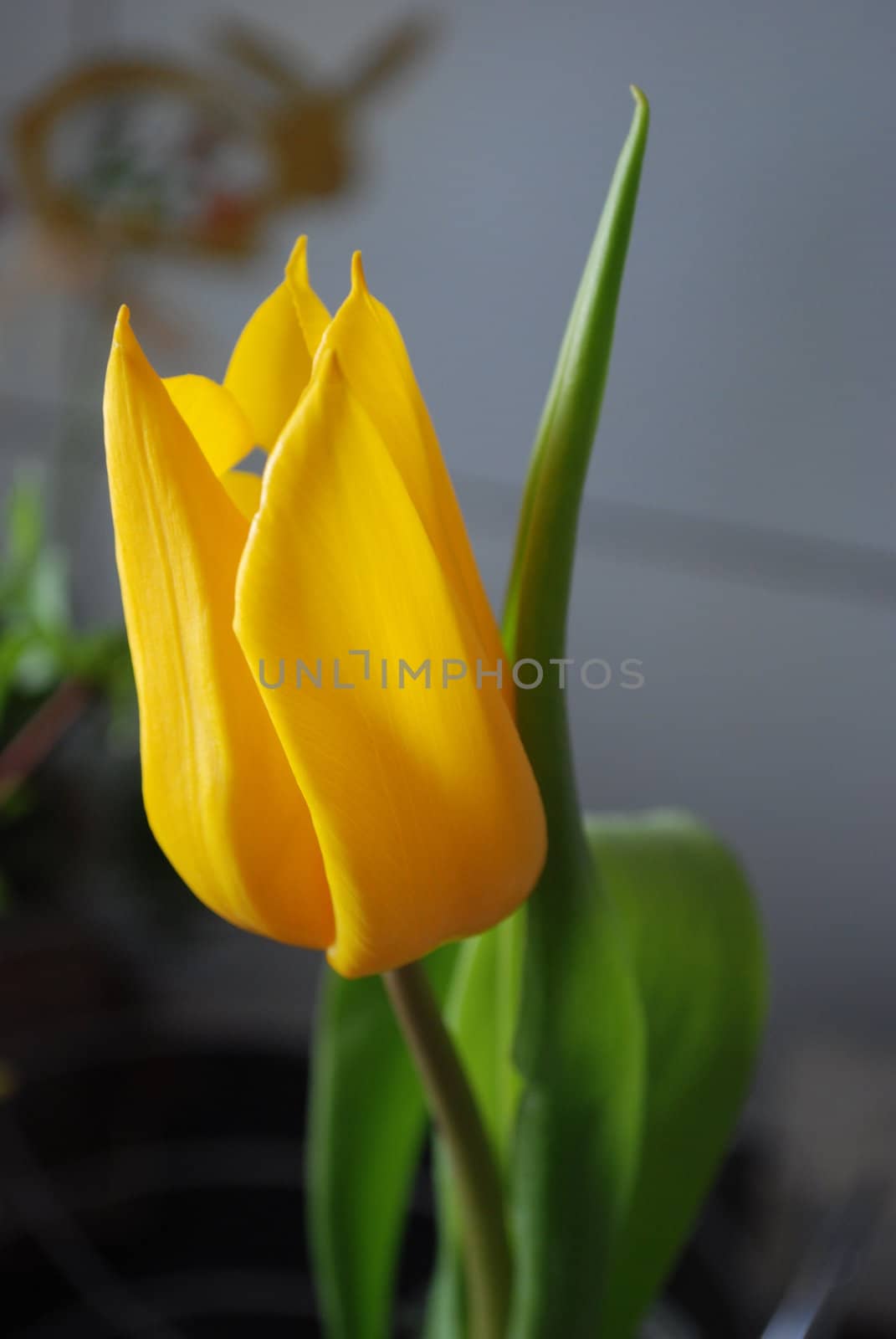 yellow tulip by sarkao