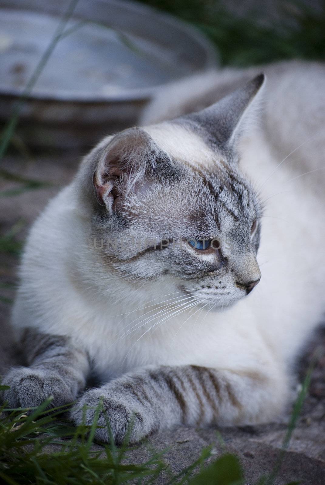 cat