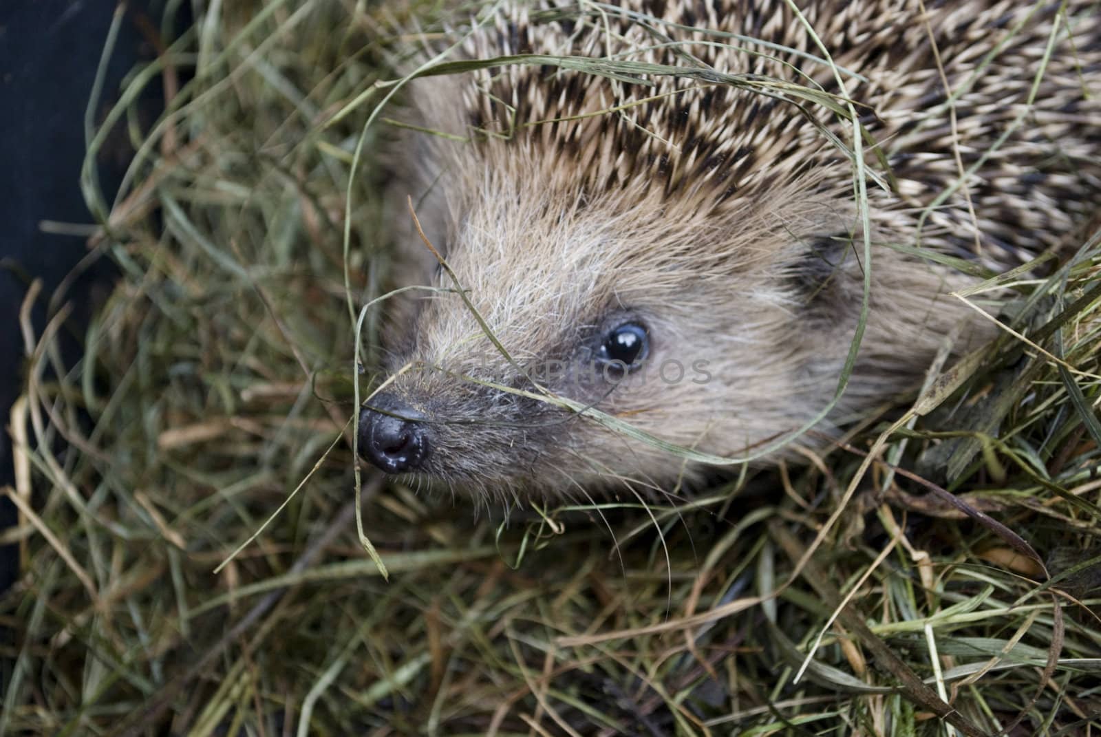 hedgehog