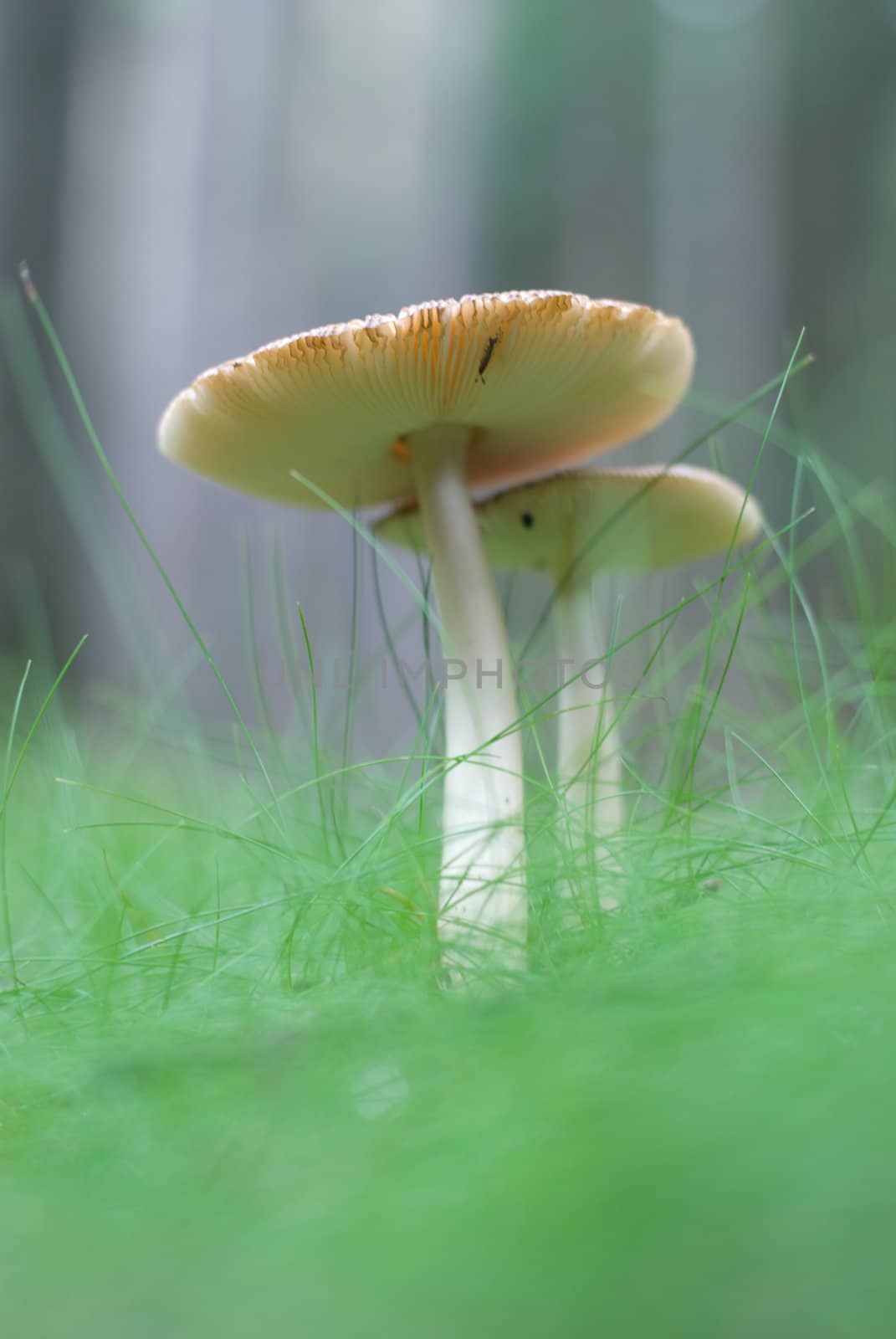 toadstool