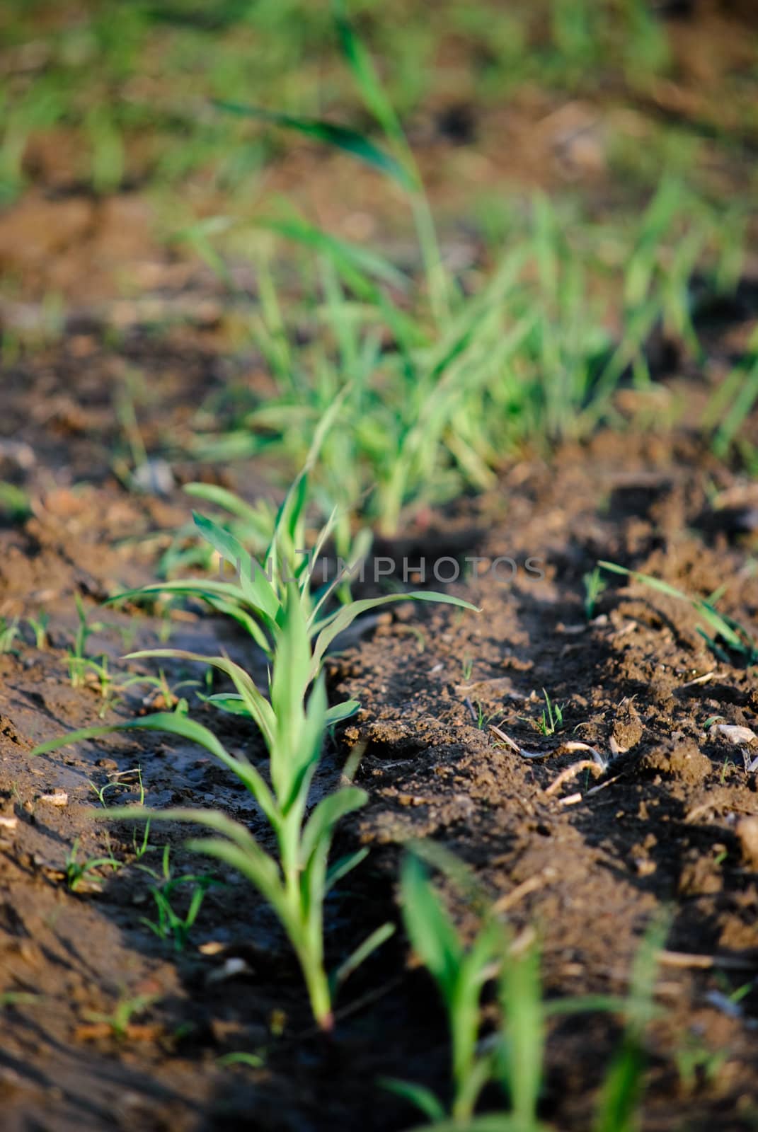 field