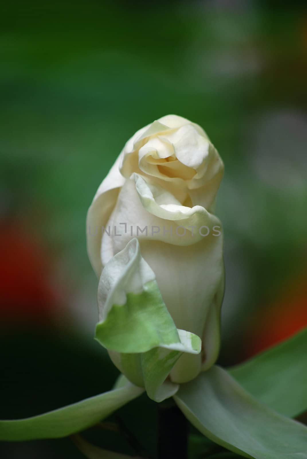white magnolia by sarkao