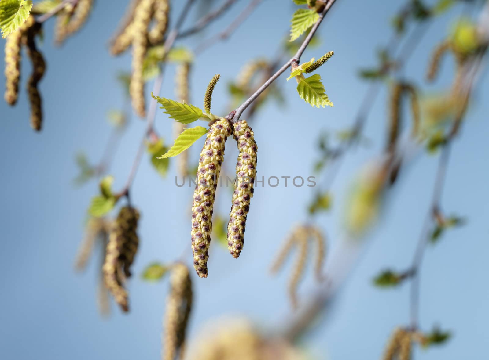 Studio photograph of flowers/catkins of a birch (Betula) tree. 