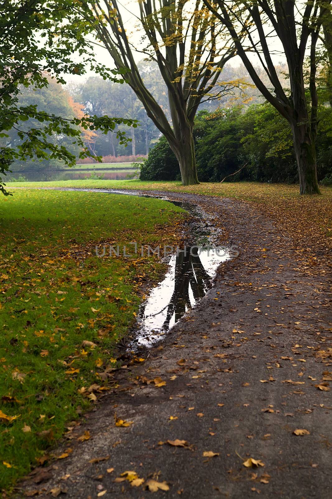 reflection of autumn tree in puddle by catolla
