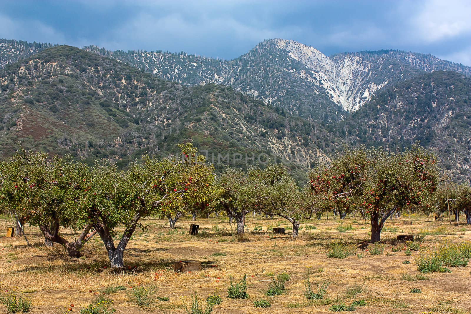 Apple Orchards of Southern California by wolterk
