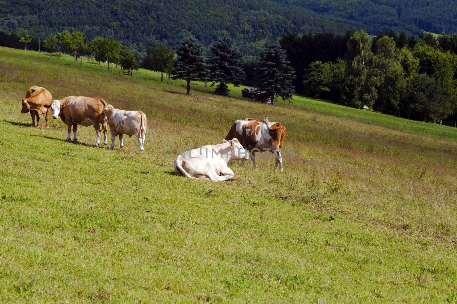 few alpine cows on pasture in summer