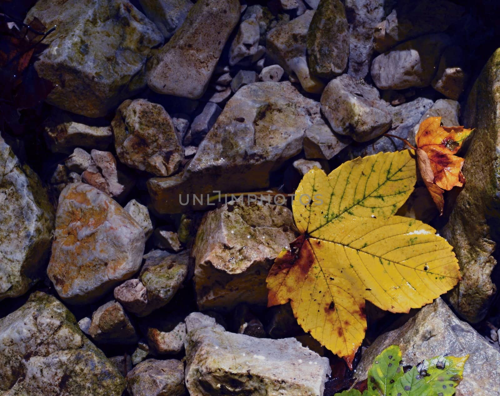autumn tree leaf by Ahojdoma