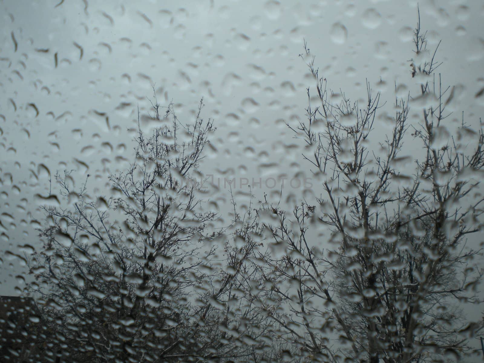 Rain falling on a window pane with trees on the other side.