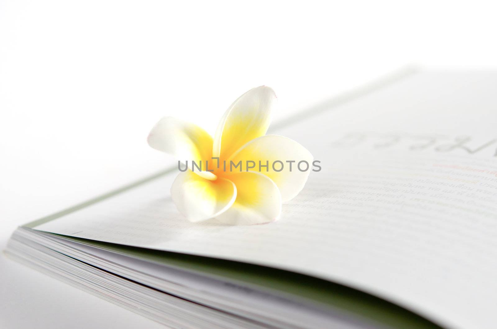  perfume frangipani flowers over book