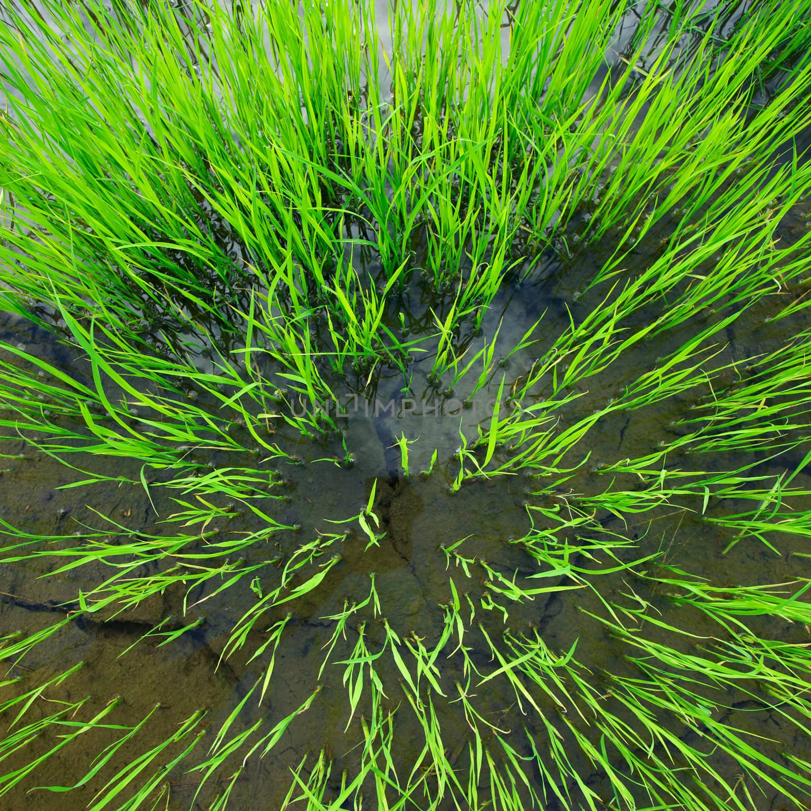 Rice Seedlings by antpkr
