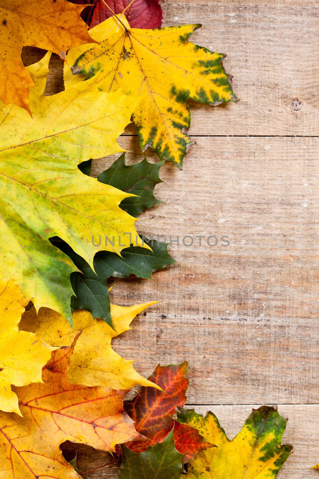 autumn leaves over wooden background  by marylooo