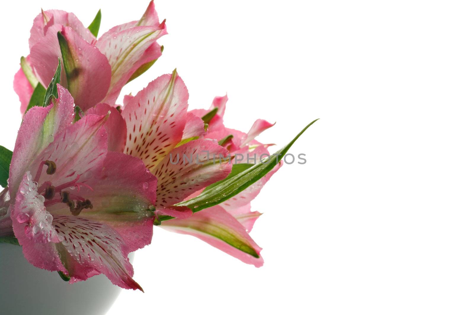 Bunch of Beautiful Pink Alstroemeria with Droplets in White Vase isolated on white background