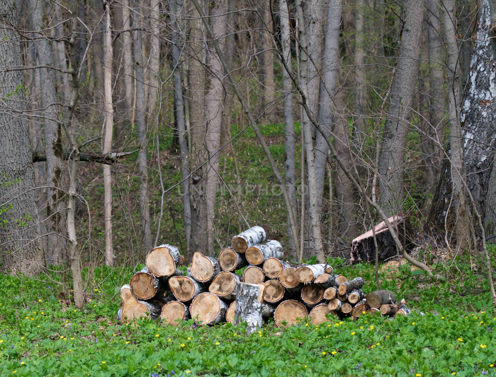 Pile of Neatly Stacked Logs on Natural Forest background