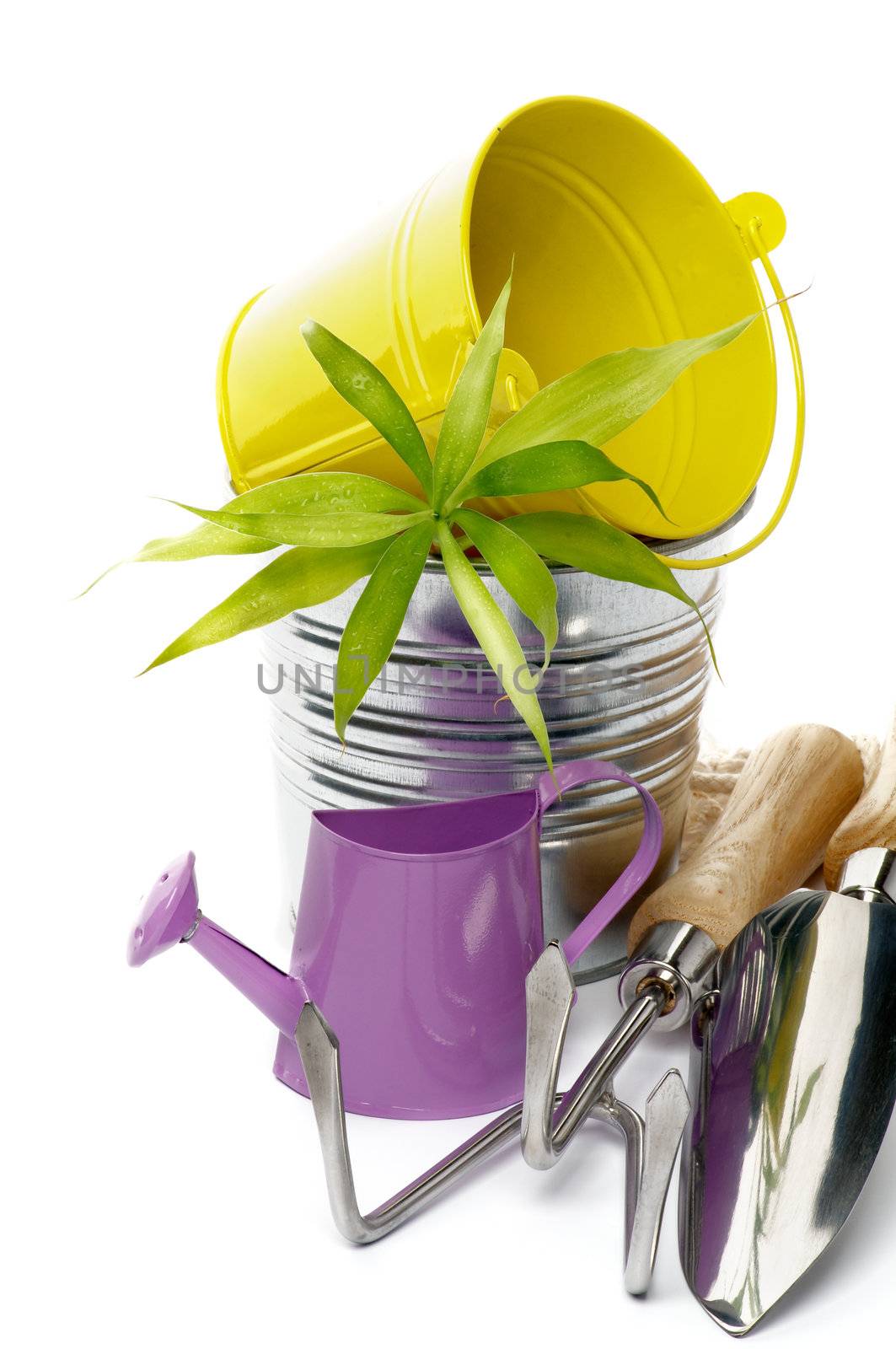 Watering Can with Gardening Tools, Tin and Yellow Buckets and Green Plant closeup on white background 