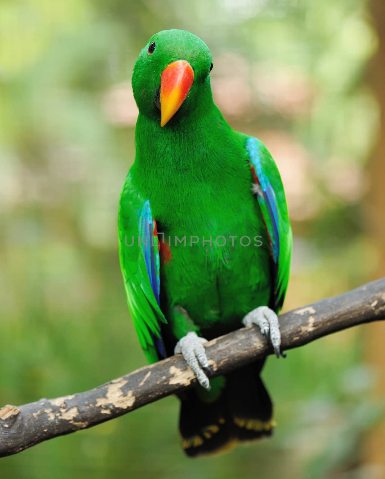 Beautiful green eclectus parrot bird