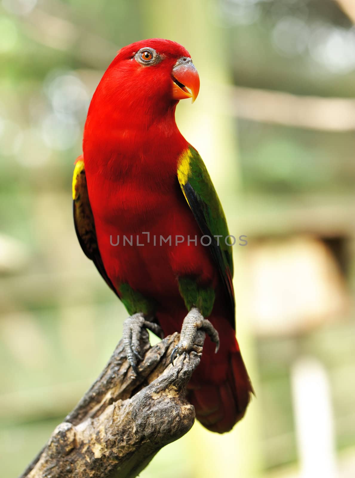 Beautiful red parrot bird close up