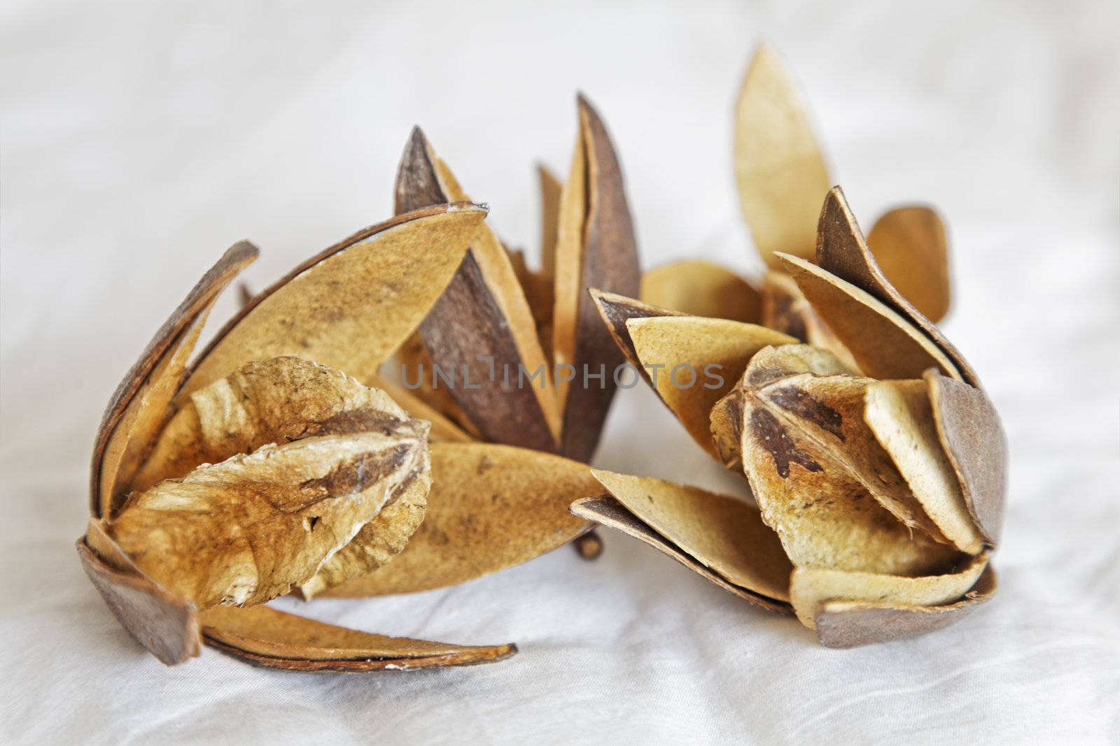 Bunch of dry Cotton Squares, dehydrated in the sun, white linen background, generic arrangement shot in Bombay studio