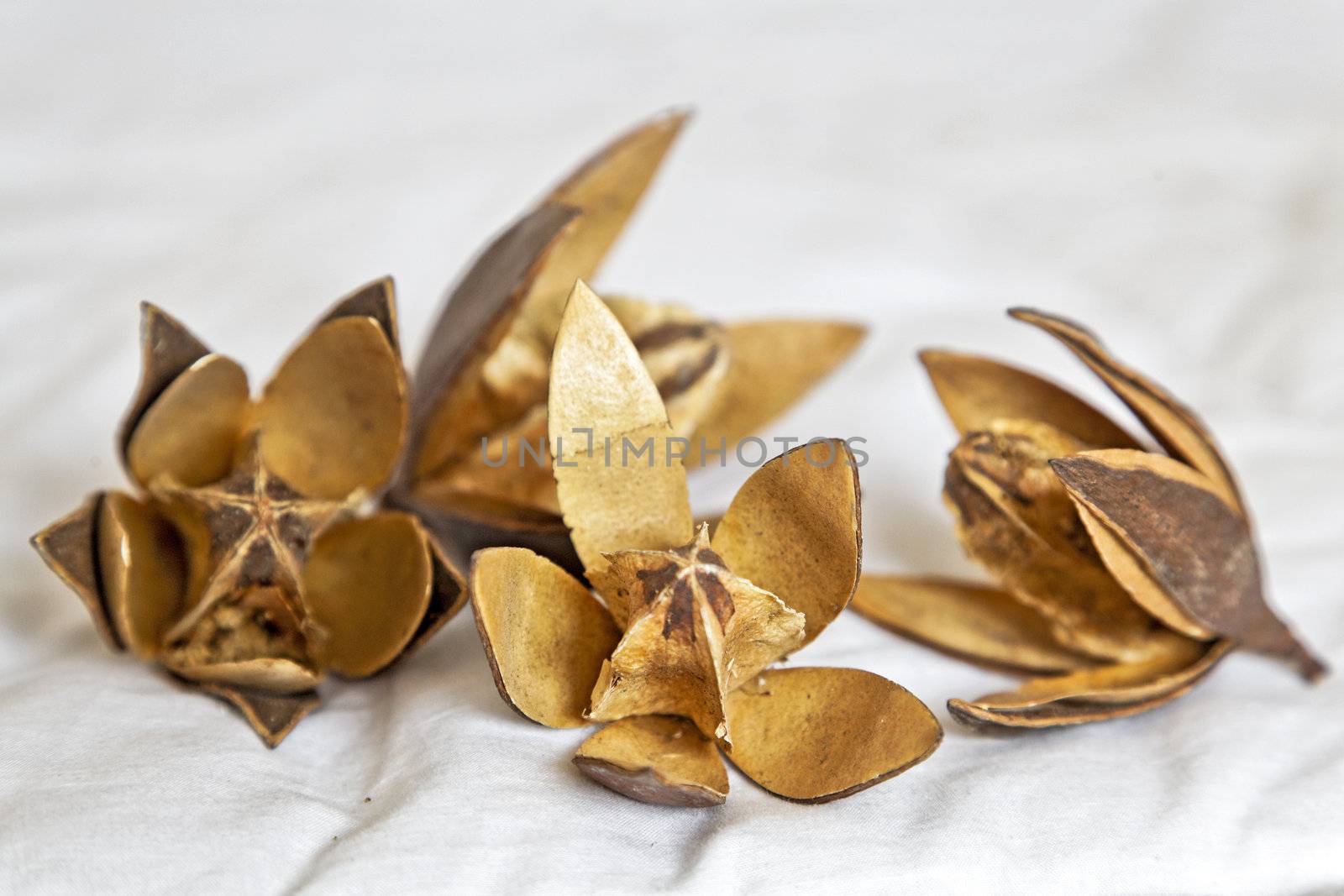 A cluster of dehydrated in the sun of cotton flowers with open petals making the squares visible. Generic photograph taken in a studio, India