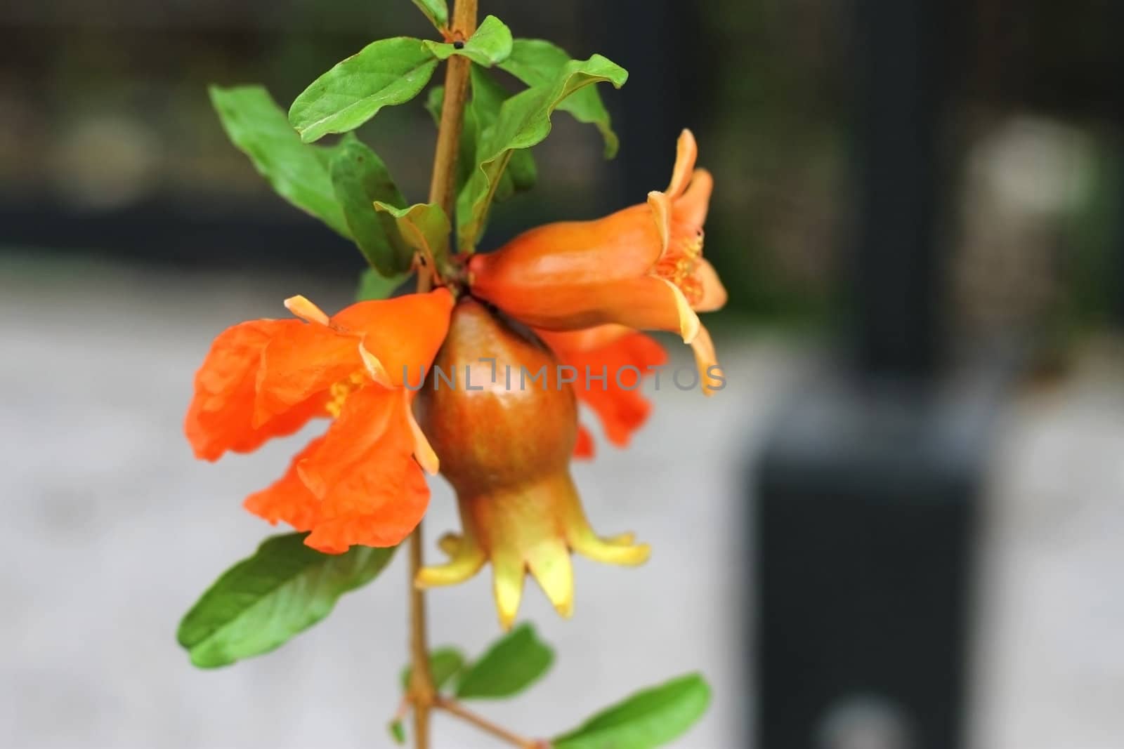 Pomegranate growing on the tree branch