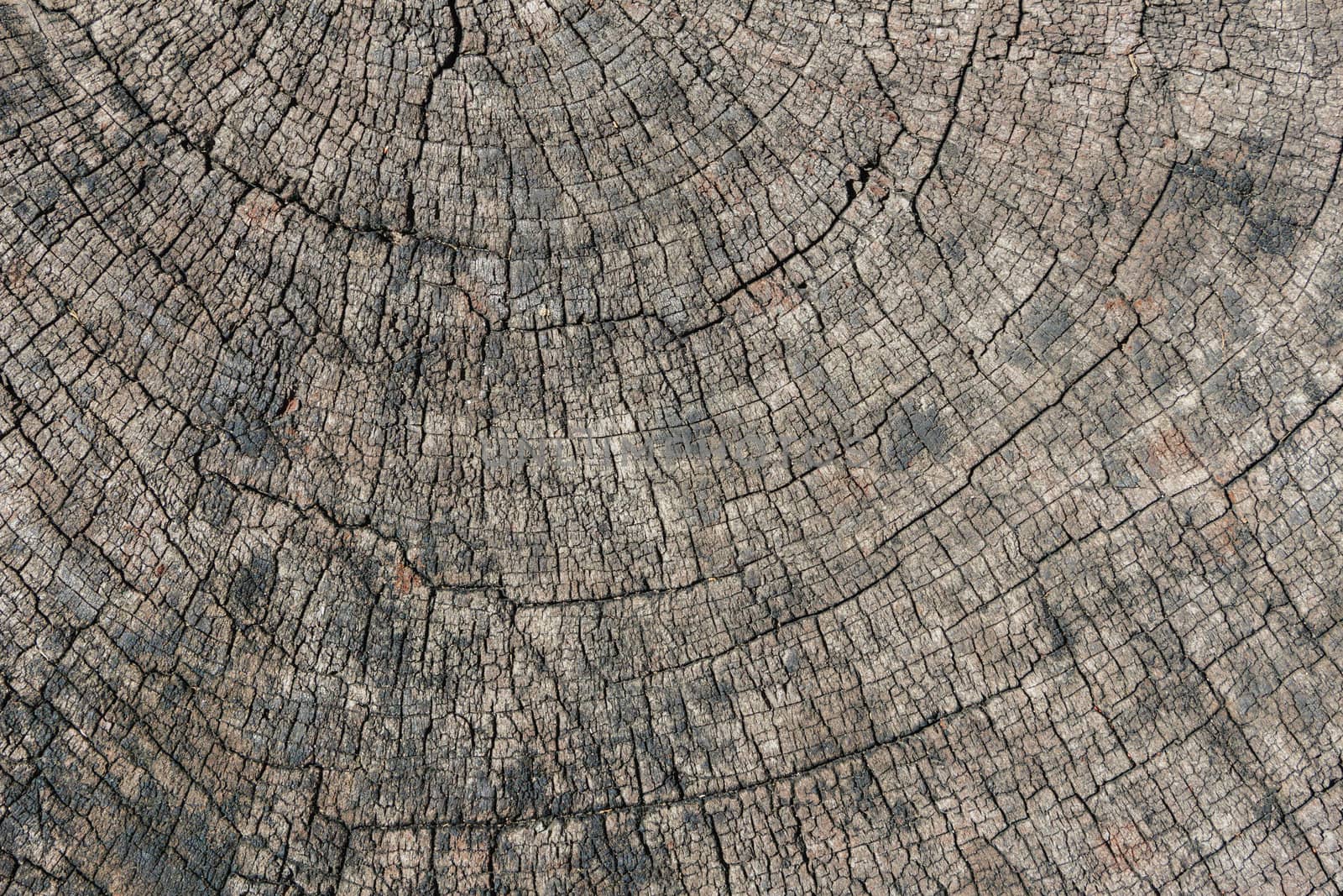 Texture of Old Cut Down Tree by punpleng