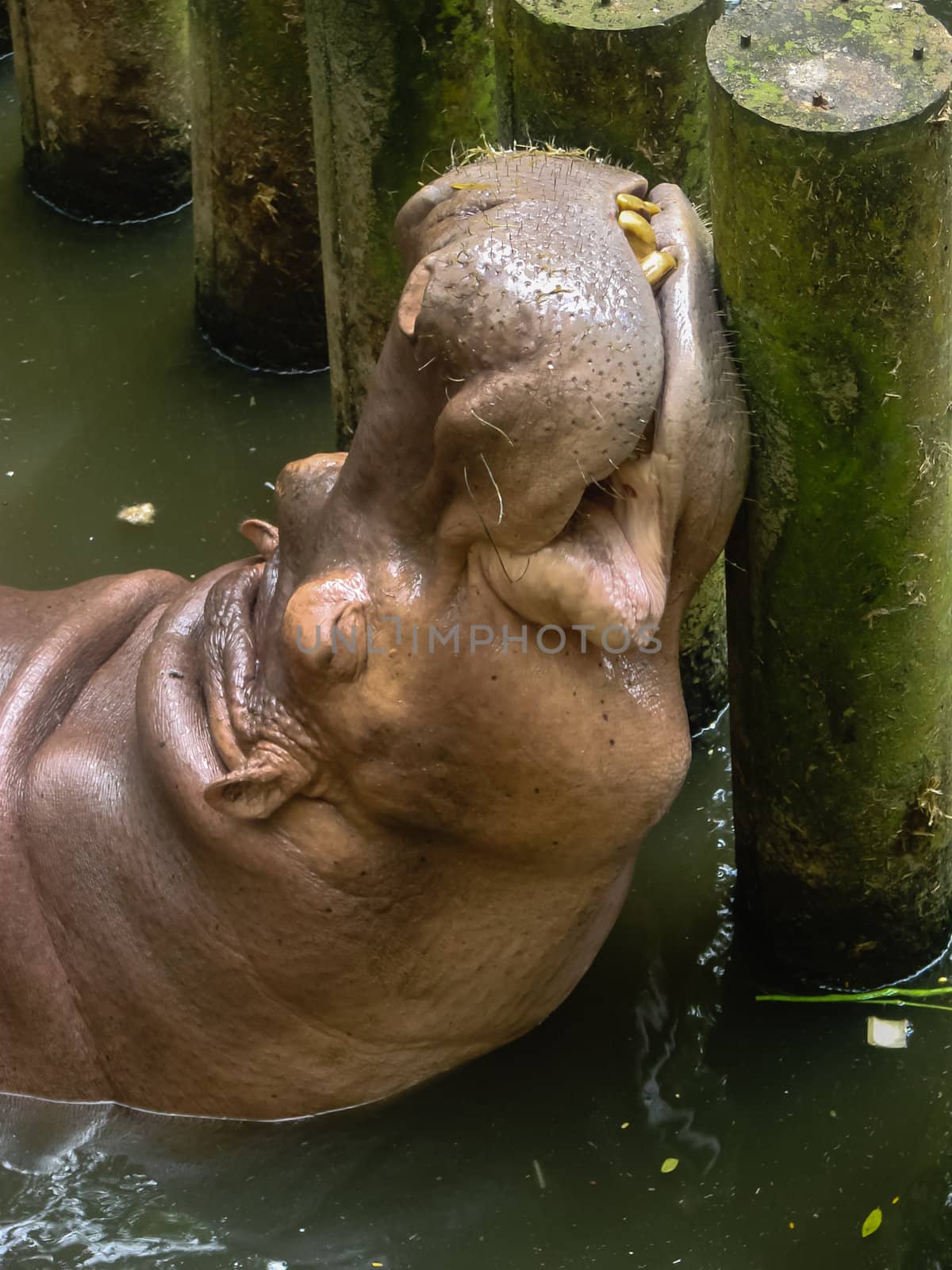 Sleepy Hippopotamus showing teeth in funny shot, closeup
