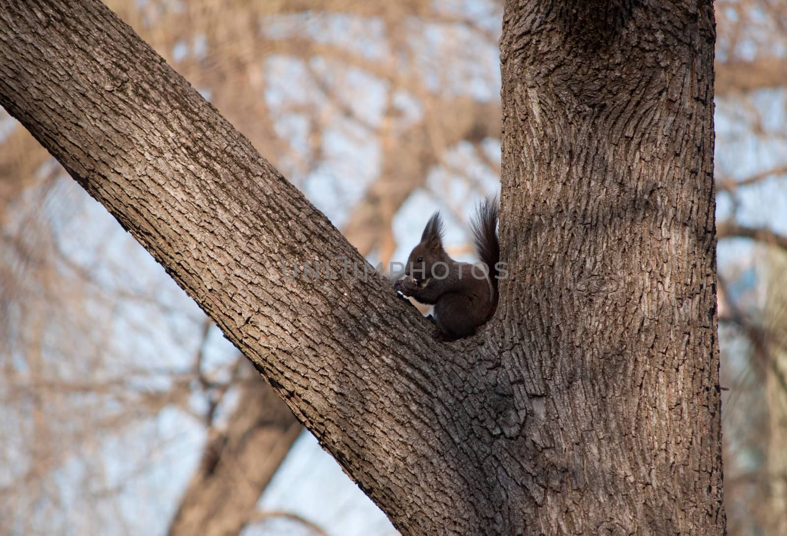 Squirrel eating in a tree by catalinr